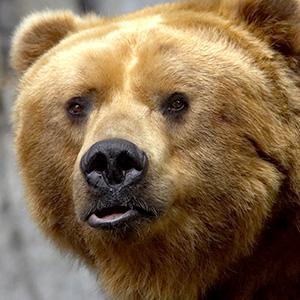 /pics/items/animals/Bear