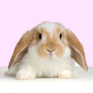 /pics/items/animals/Bunny