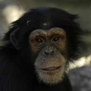 /pics/items/animals/Chimpanzee