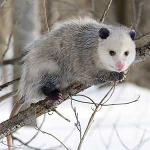 /pics/items/animals/Opossum