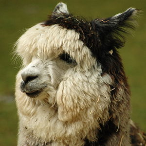 /pics/items/animals/Alpaca