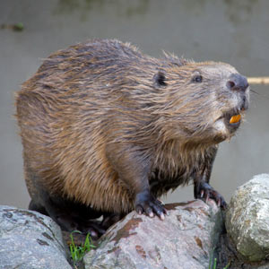 /pics/items/animals/Beaver