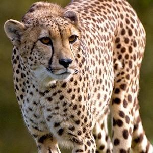 /pics/items/animals/Cheetah