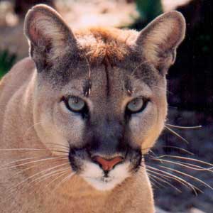 How Fast Can A Cougar Run : This means that as they run, their feet ...