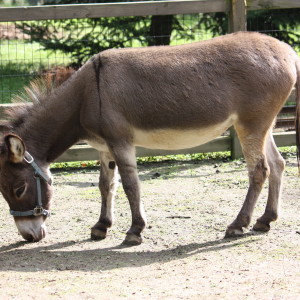 /pics/items/animals/Donkey