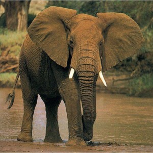 /pics/items/animals/Elephant