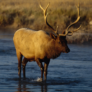 /pics/items/animals/Elk