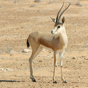 /pics/items/animals/Gazelle