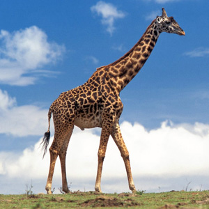 /pics/items/animals/Giraffe