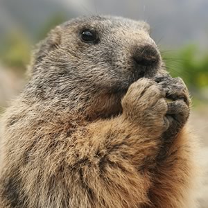 /pics/items/animals/Groundhog