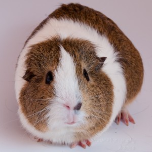 white and tan guinea pig