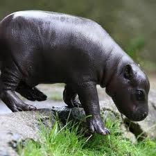 /pics/items/animals/Hippopotamus