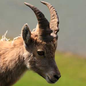 /pics/items/animals/Ibex