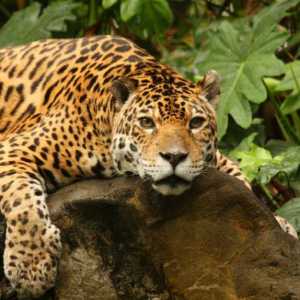 Is a Jaguar faster than a Cheetah? [Answered]