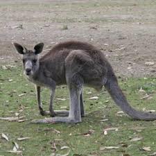 /pics/items/animals/Kangaroo