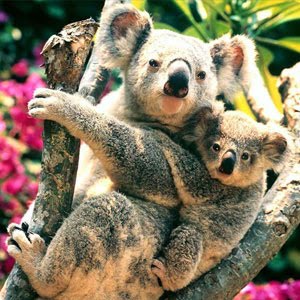 /pics/items/animals/Koala