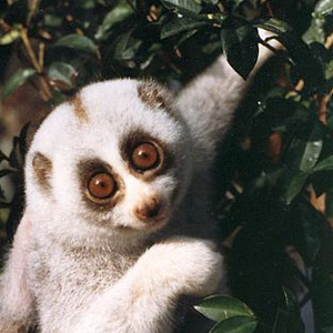 /pics/items/animals/Lemur