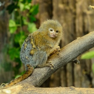 /pics/items/animals/Marmoset