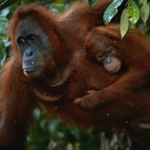 /pics/items/animals/Orangutan