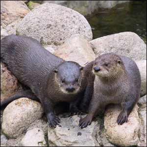 /pics/items/animals/Otter