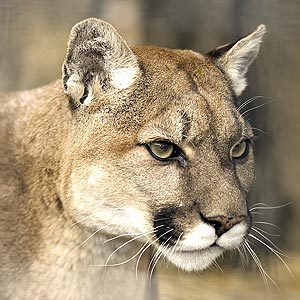 a puma