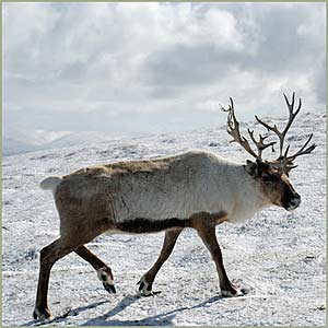 /pics/items/animals/Reindeer