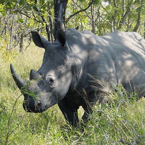 /pics/items/animals/Rhinoceros