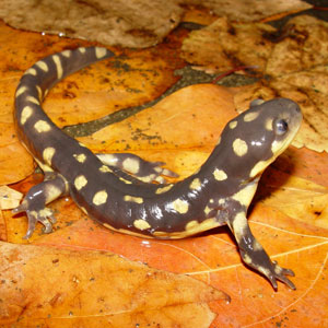 /pics/items/animals/Salamander