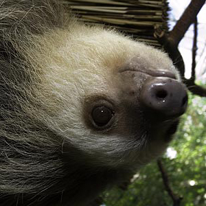 /pics/items/animals/Sloth