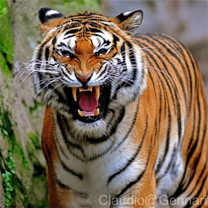 /pics/items/animals/Tiger