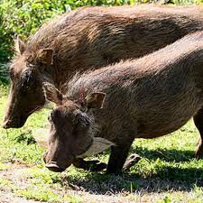 /pics/items/animals/Warthog