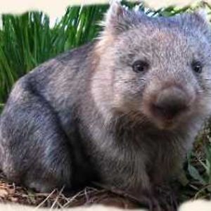 /pics/items/animals/Wombat